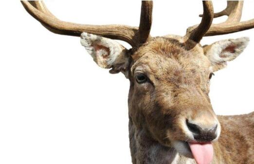 贸易战几年开始的,历史中国贸易战