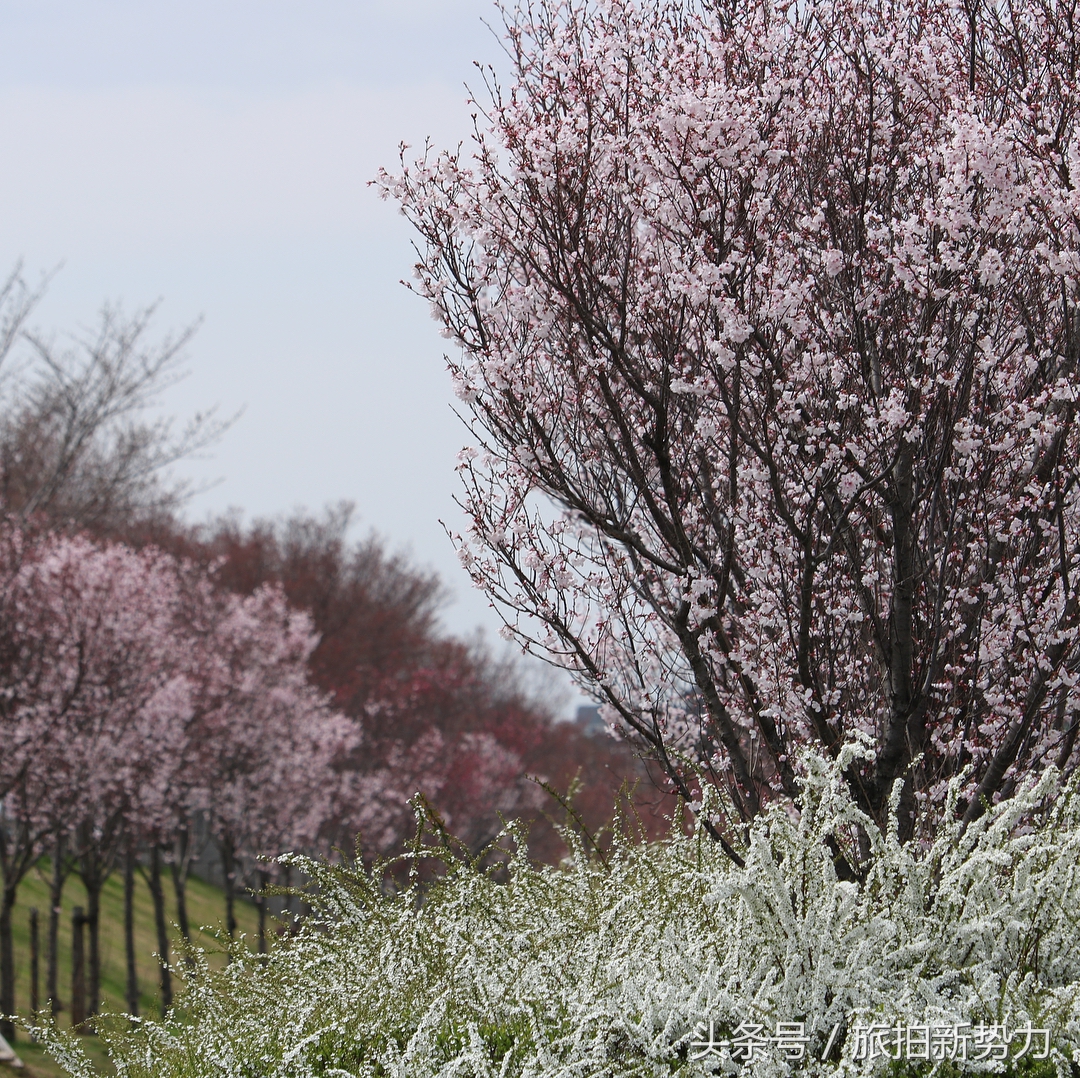 日本赏樱规划樱花行程的必备攻略,2020日本樱花季东京赏樱最强攻略