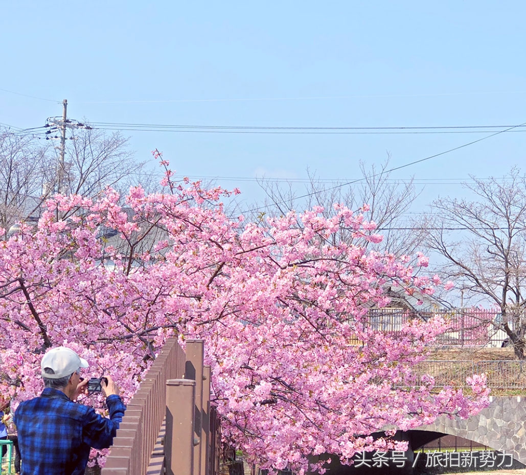 日本赏樱规划樱花行程的必备攻略,2020日本樱花季东京赏樱最强攻略