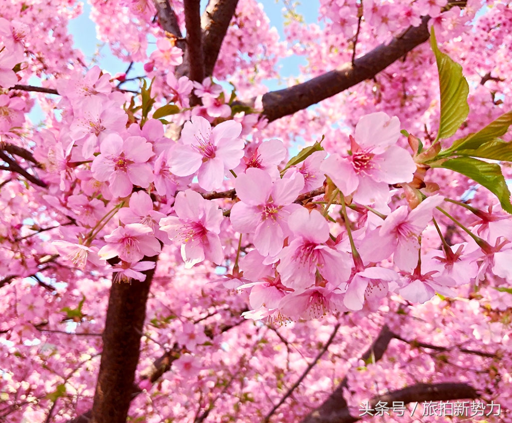 日本赏樱规划樱花行程的必备攻略,2020日本樱花季东京赏樱最强攻略