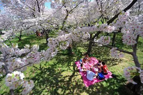 春天吃樱花的美食有哪些,又一年樱花季完整视频