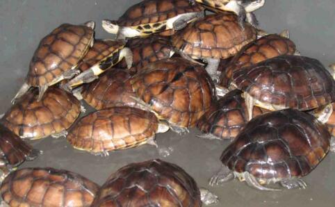 石金钱龟的养殖方法和注意事项,石金钱龟养殖方法及注意事项