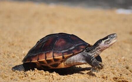 石金钱龟的养殖方法和注意事项,石金钱龟养殖方法及注意事项