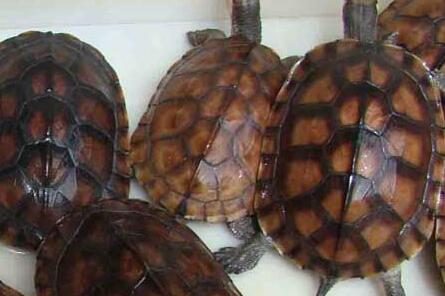 石金钱龟的养殖方法和注意事项,石金钱龟养殖方法及注意事项