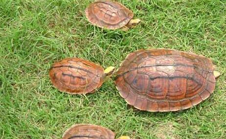 石金钱龟的养殖方法和注意事项,石金钱龟养殖方法及注意事项