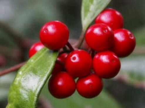 莲座紫金牛草功效是什么,紫金牛的正确养殖方法