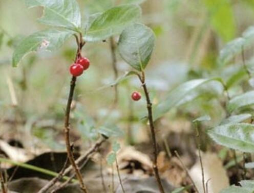 莲座紫金牛草功效是什么,紫金牛的正确养殖方法
