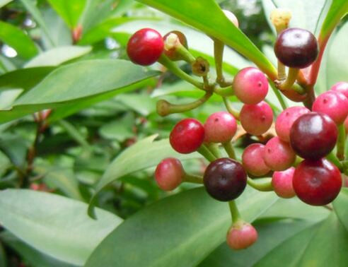 莲座紫金牛草功效是什么,紫金牛的正确养殖方法