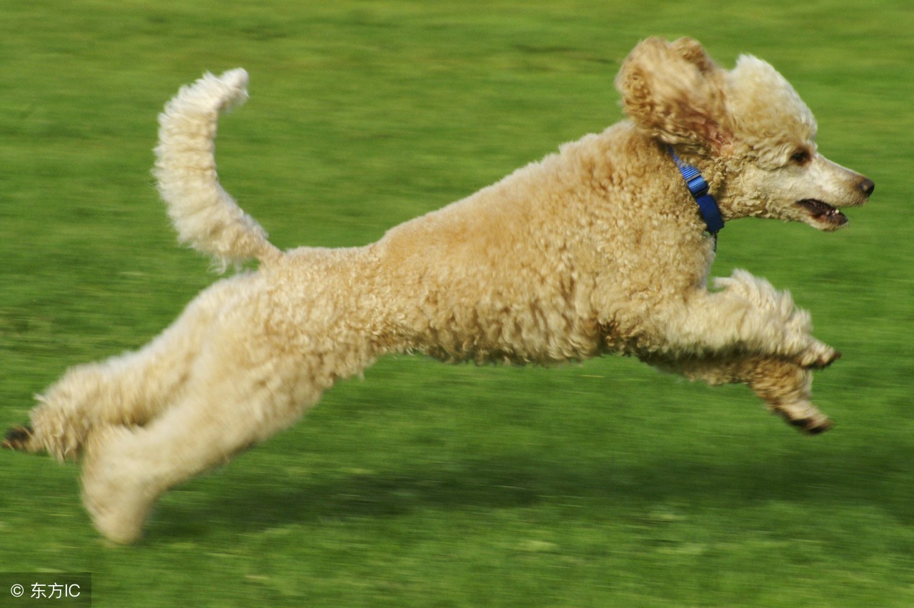 买宠物狗要注意什么手续,宠物狗饲养注意事项