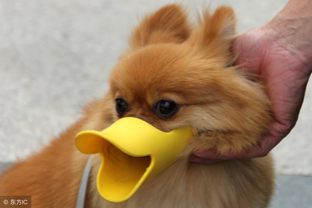 买宠物狗要注意什么手续,宠物狗饲养注意事项