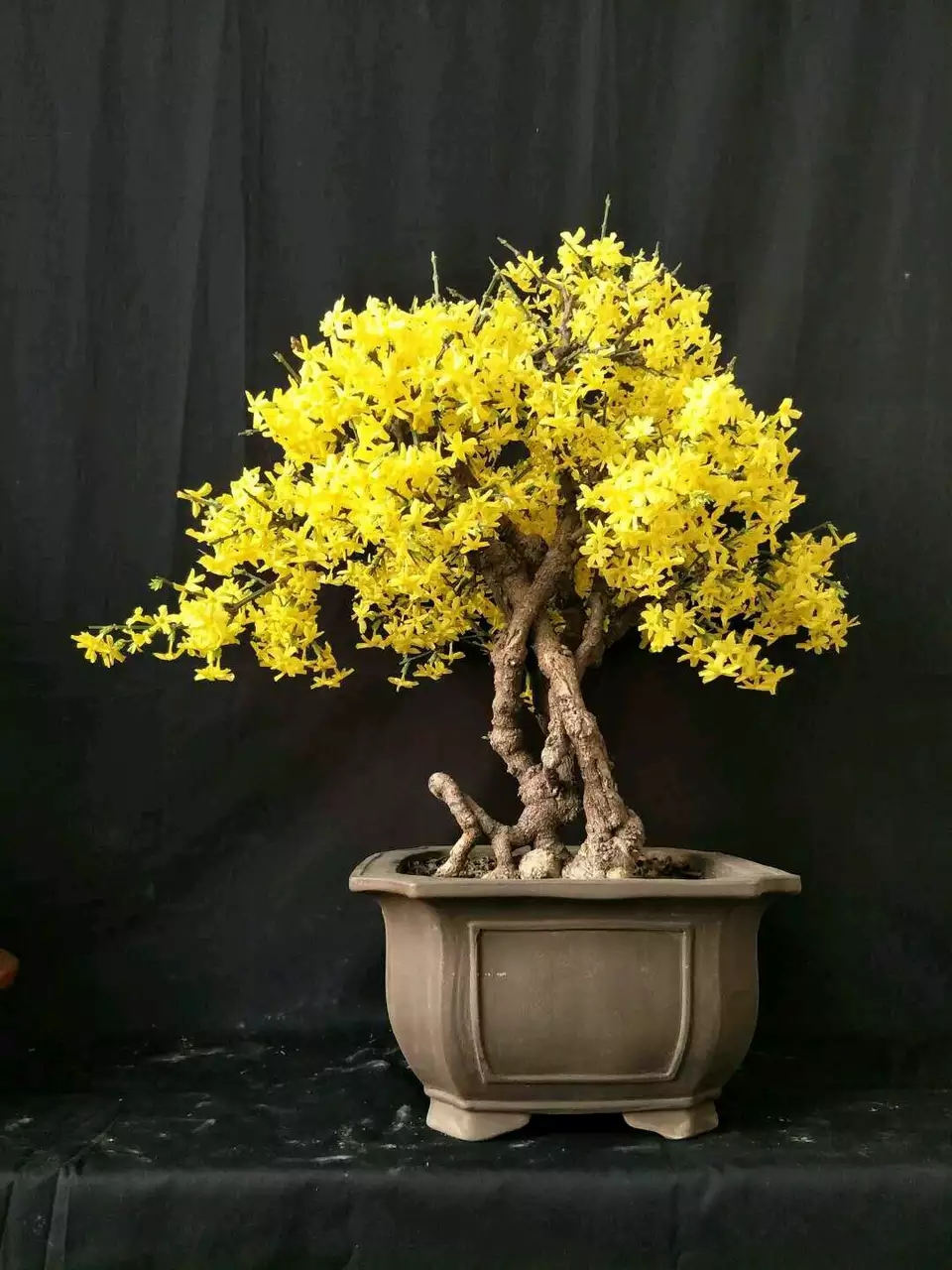 耐寒迎春花盆景,什么品种的迎春花适合做盆景