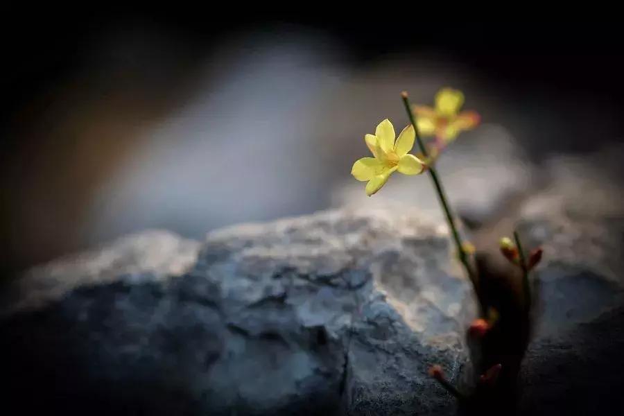 散文生命之果,散文生命的脆弱