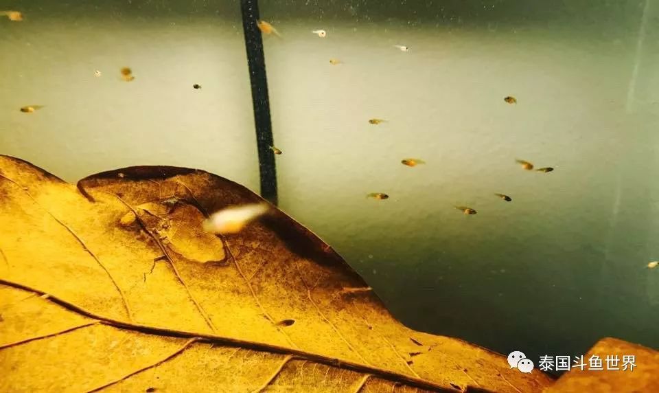 泰国斗鱼洗色需要多久,泰国斗鱼洗色跟环境有关吗