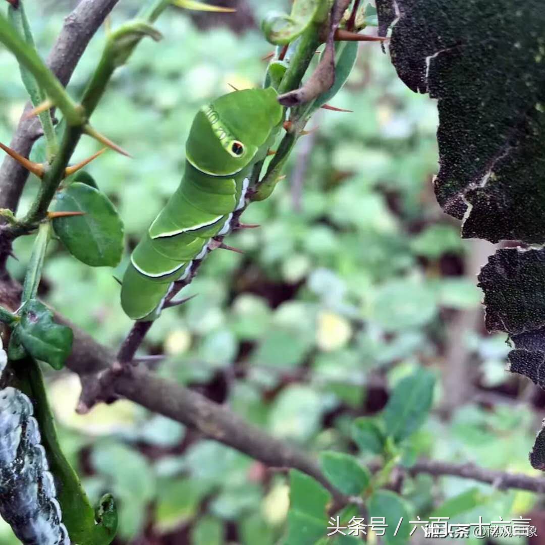头条号手机摄影:爱拍美图分享第二期，欢迎围观，欢迎来稿！