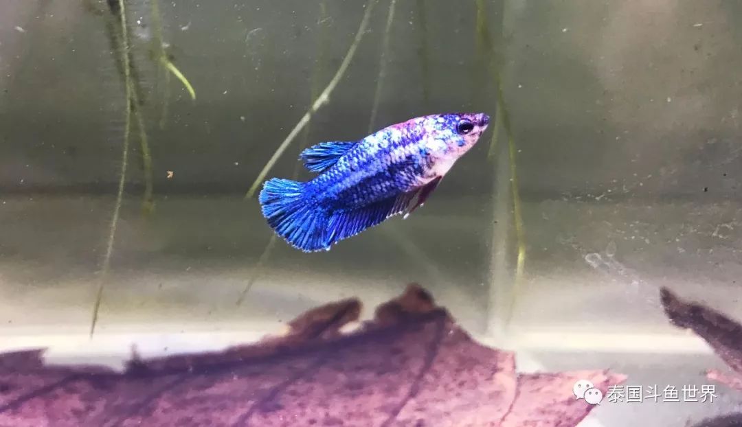 泰国斗鱼洗色需要多久,泰国斗鱼洗色跟环境有关吗