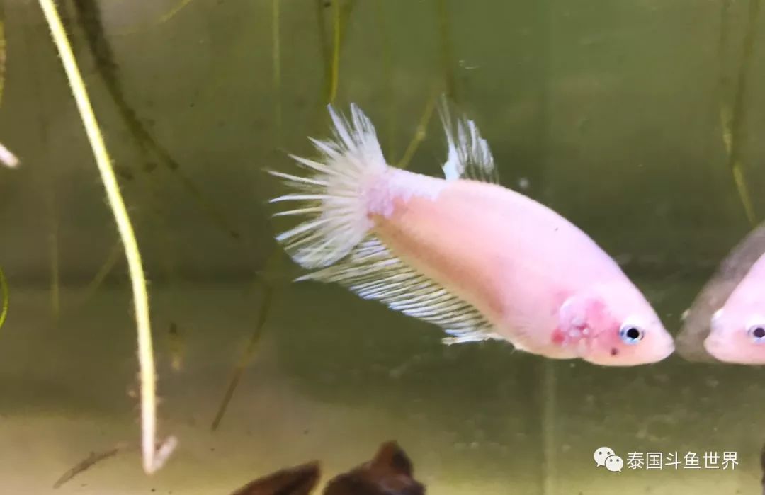 泰国斗鱼洗色需要多久,泰国斗鱼洗色跟环境有关吗