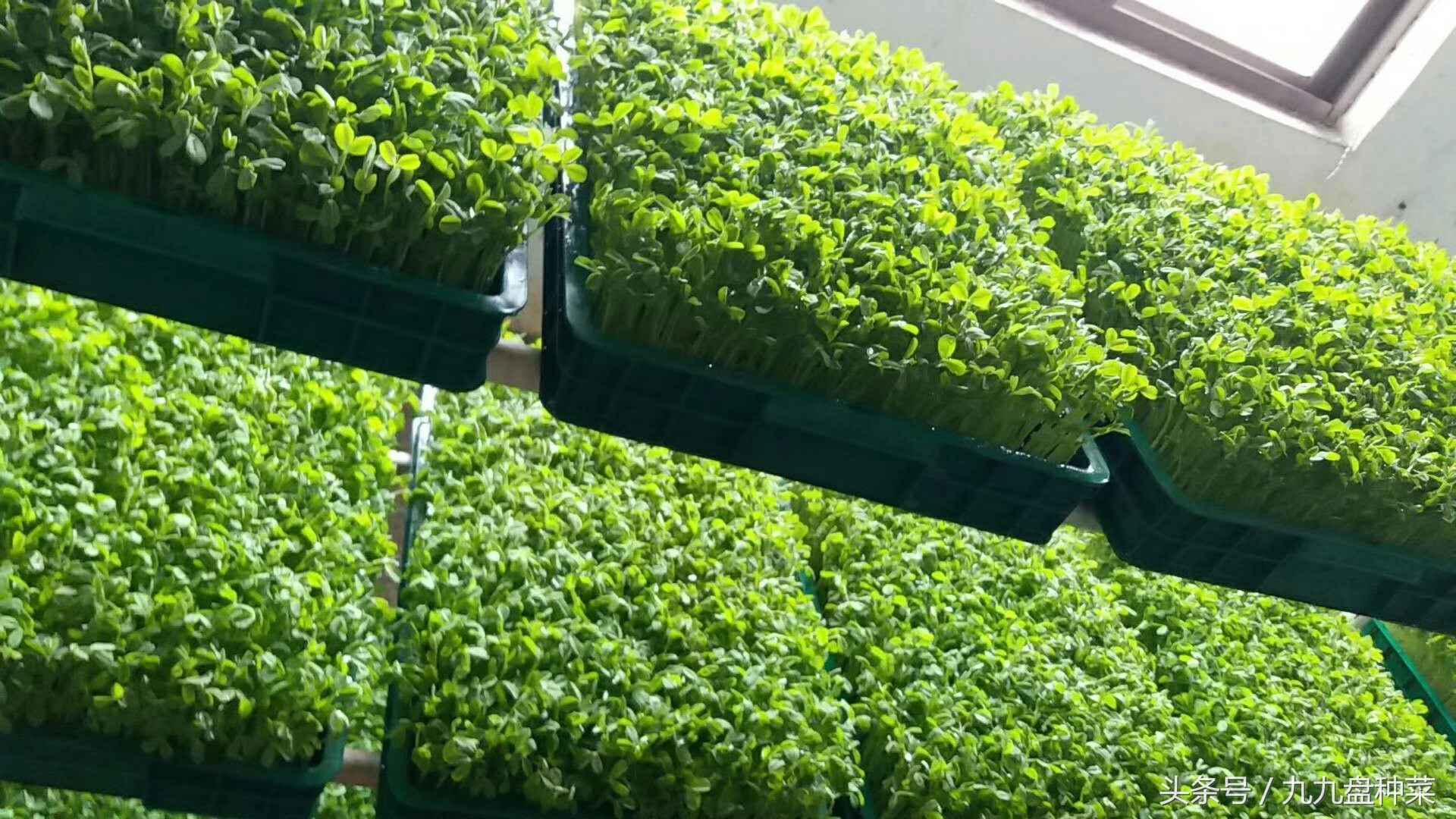 怎么入行芽苗菜行业,现在做芽苗菜行业可以吗