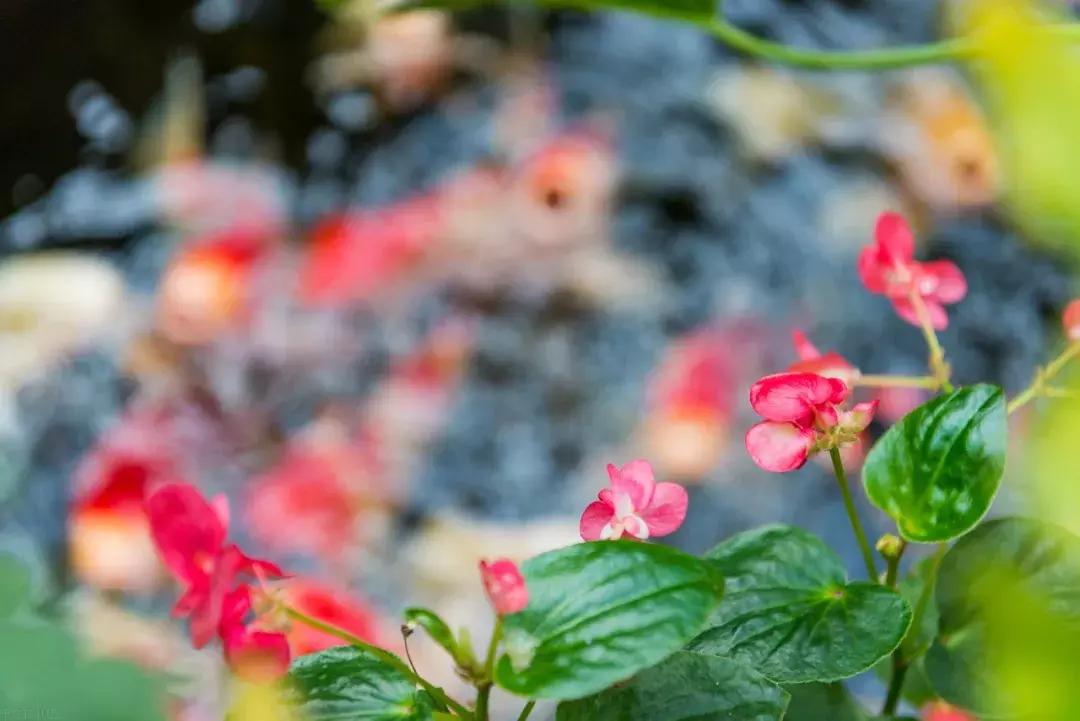 中国·宋庄村上·云顶，历时四年，一个来了就不想走的地方