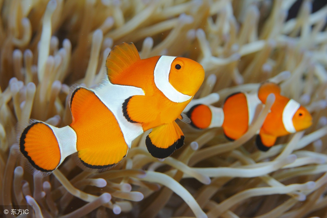 厂房养殖小丑鱼,尼莫小丑鱼养殖