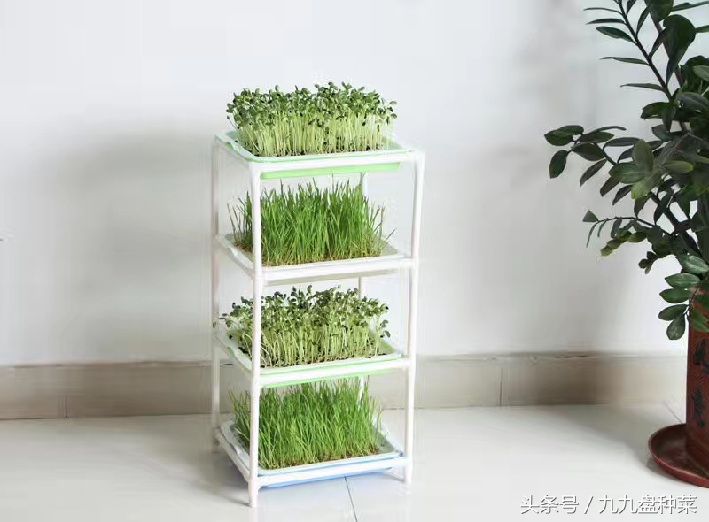 怎么入行芽苗菜行业,现在做芽苗菜行业可以吗