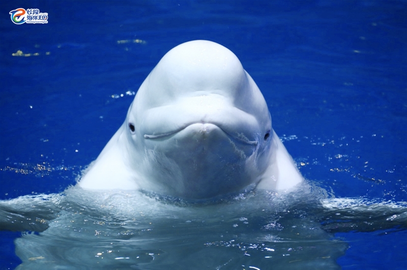 珠海横琴长隆海洋王国套票,珠海横琴长隆海洋王国春节