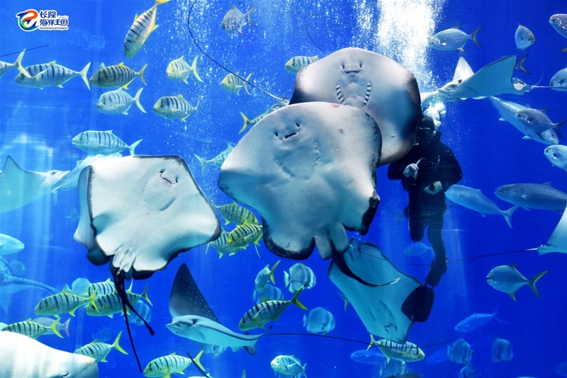 珠海横琴长隆海洋王国套票,珠海横琴长隆海洋王国春节