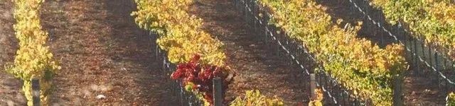 世界上最不可思议的风景,世界上最不可思议的水果