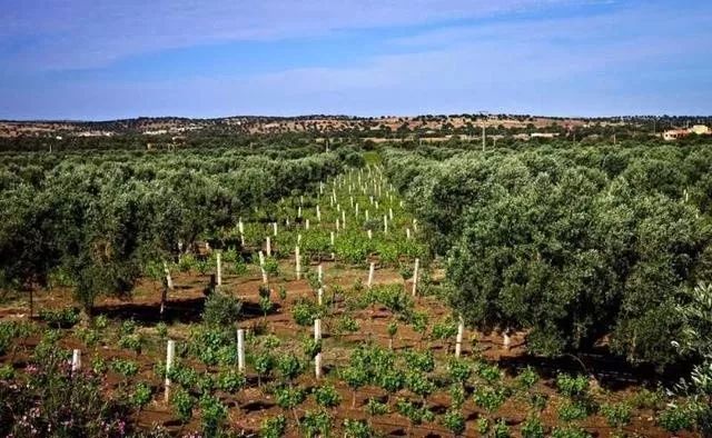 世界上最不可思议的风景,世界上最不可思议的水果