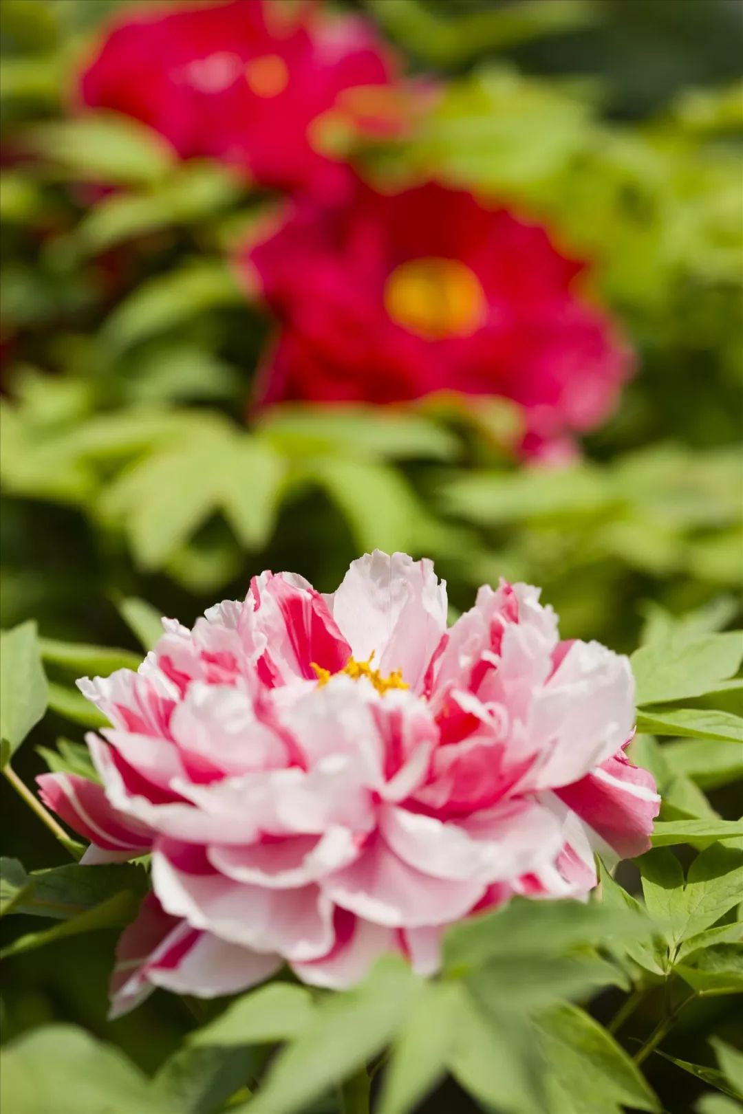 大连又好玩又拍照好看的地方,大连有什么拍照的好去处