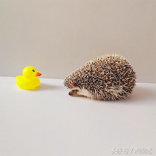如何给刺猬剃毛,怎么给刺猬剪毛发