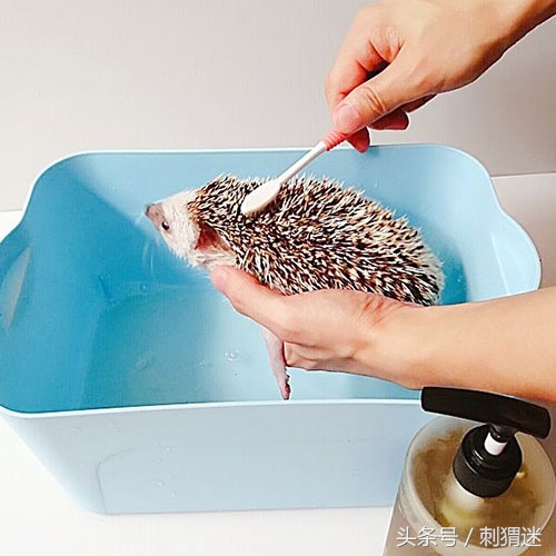 如何给刺猬剃毛,怎么给刺猬剪毛发