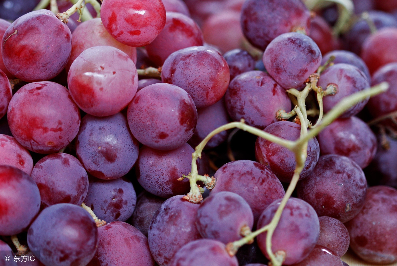葡萄籽油的功效与作用价格,阿芙葡萄籽油的功效与作用