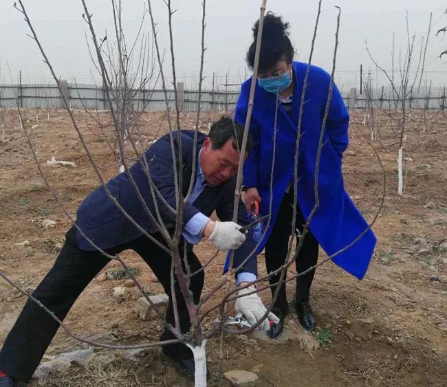 现代果业老师风雨中指导河北烟富8（神富一号）栽植户