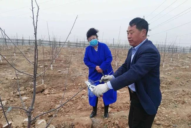 现代果业老师风雨中指导河北烟富8（神富一号）栽植户