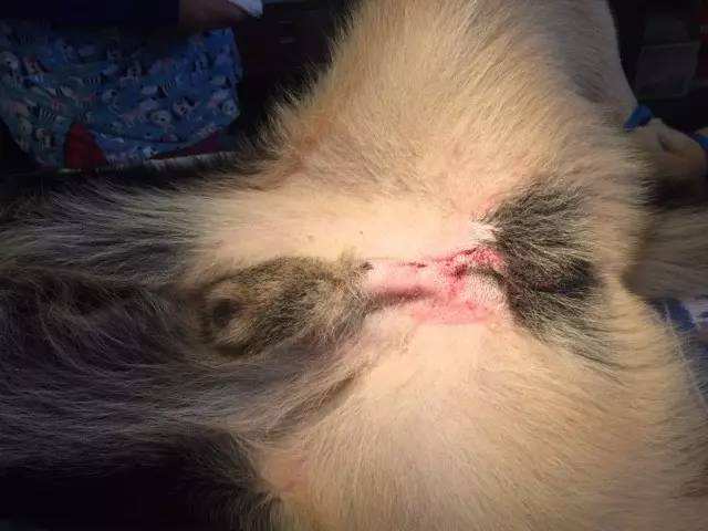 教你如何鉴定狗狗是否发情！