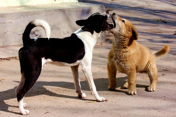 教你如何鉴定狗狗是否发情！