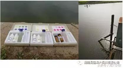 鱼苗气泡病的防治措施是什么,鱼苗白背是什么病