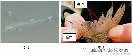 鱼苗气泡病的防治措施是什么,鱼苗白背是什么病