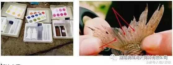 鱼苗气泡病的防治措施是什么,鱼苗白背是什么病