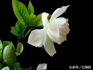 南阳唐河花,唐河县有什么花