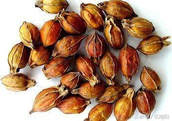 南阳唐河花,唐河县有什么花