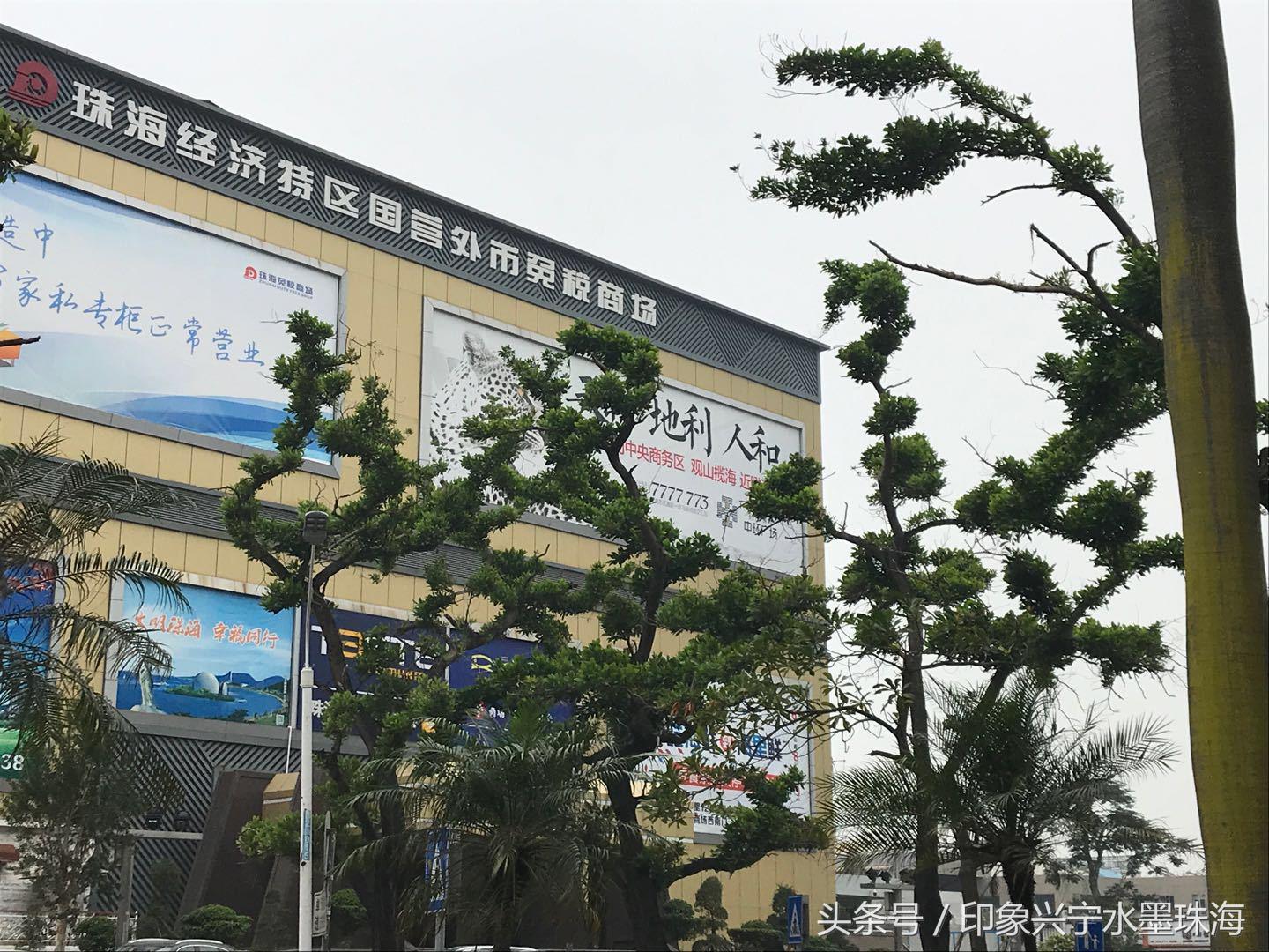 萌宝树的养护,绿宝树的成长过程