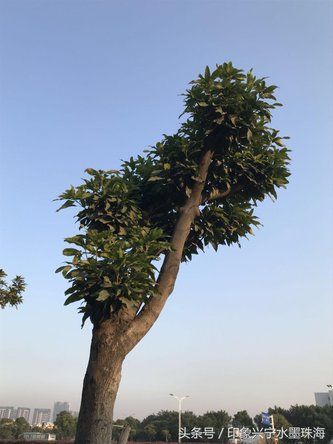 萌宝树的养护,绿宝树的成长过程