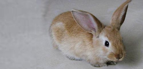 雷克斯白兔,怎么区别雷克斯兔