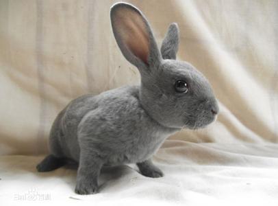 雷克斯白兔,怎么区别雷克斯兔