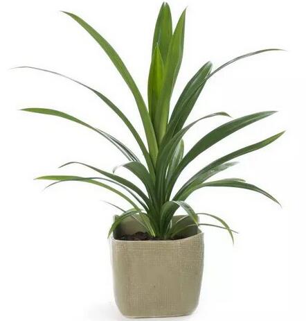 什么绿植吸甲醛比较好,什么绿植吸甲醛特别好