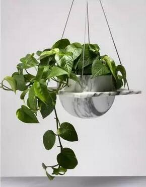 什么绿植吸甲醛比较好,什么绿植吸甲醛特别好