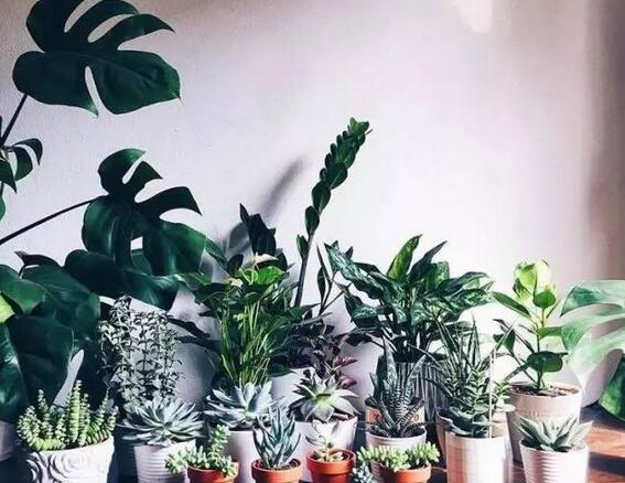 什么绿植吸甲醛比较好,什么绿植吸甲醛特别好