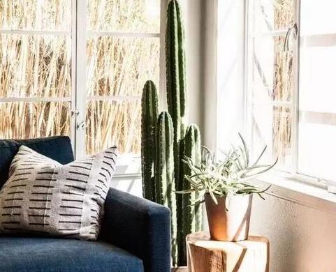 什么绿植吸甲醛比较好,什么绿植吸甲醛特别好