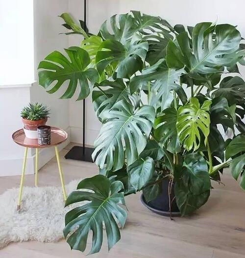 什么绿植吸甲醛比较好,什么绿植吸甲醛特别好